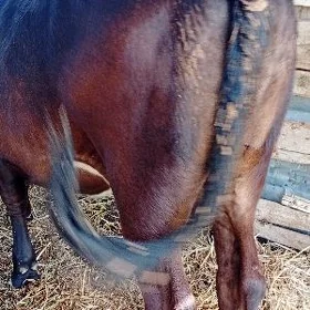 Baklyk unajynlar