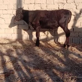ökuz