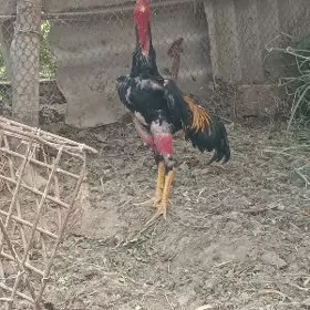 хораз