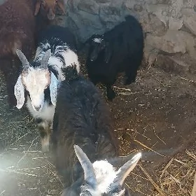 Çebiş