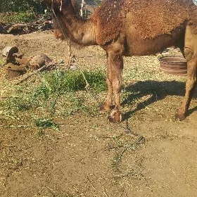 düÿe
