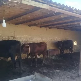 Öküz