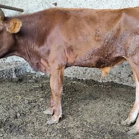 GÖLE