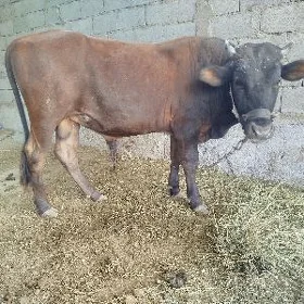 ökiz