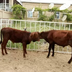 öküz