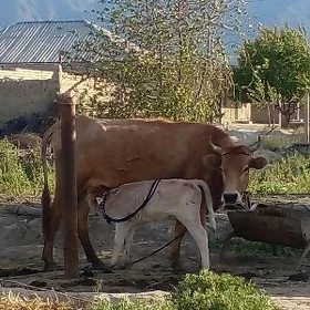 gölgeli sygyr