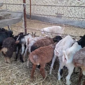 goyun geçi