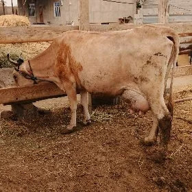 Göleli sygyr
