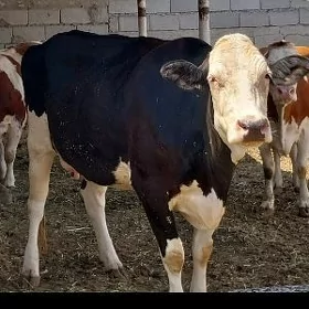 GIBRID BOGAZ SYGYR
