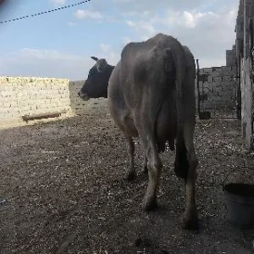goleli sygyr