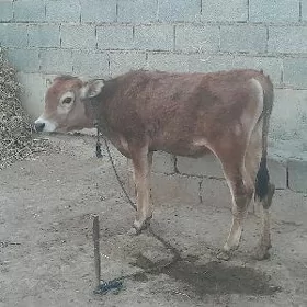 tuwe