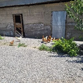 turkmen towuk