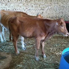 Göleli sygyr
