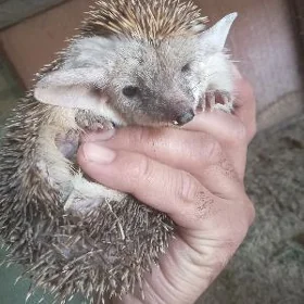 kirpi