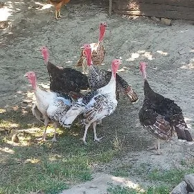 induk horazlar