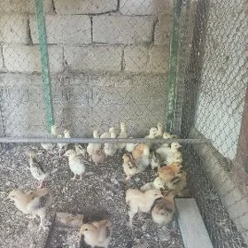 Owgan induk juje