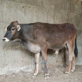 Şwes tohum okuz