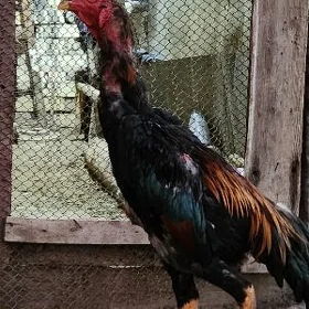 horaz