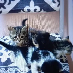 котята