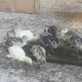 induk juyje