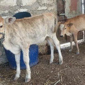 2 саны голе