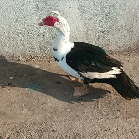 ördek indavutka horoz