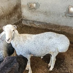 gisar goç höwurlik ucin tohum