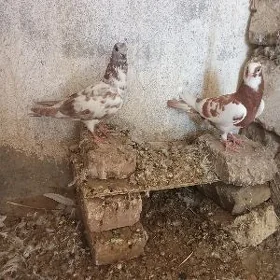 kepderi