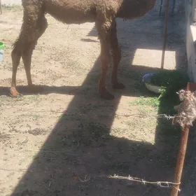 ogşuk