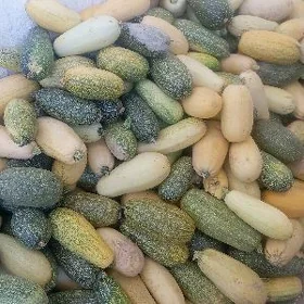 kabaçga