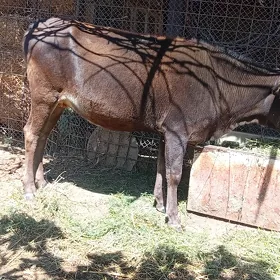 sygyr