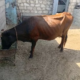 goleli sygyr