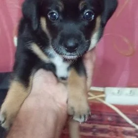 домашние животные