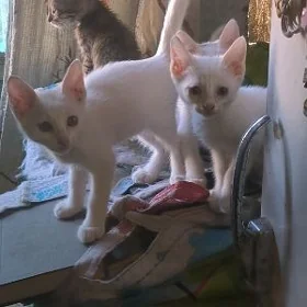 котята