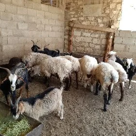 goýun geçi goç işşek tokly
