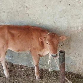 gulajynlar
