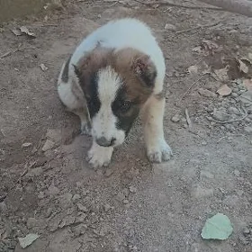çopan