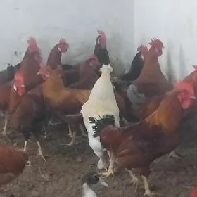 horaz