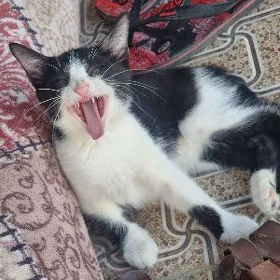 Pişik кошка