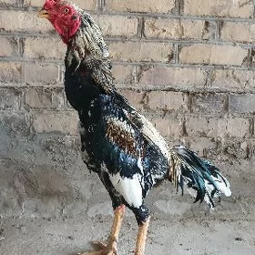 baysok