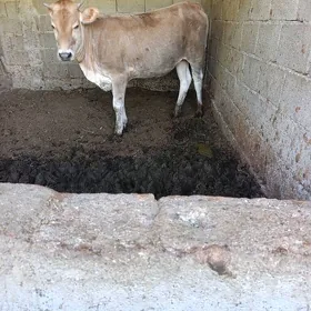 Tüwe