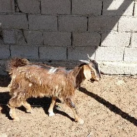 çebiş