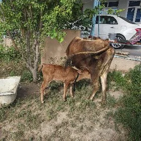 Goleli sygyr