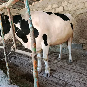 Ala sygyr bogoz