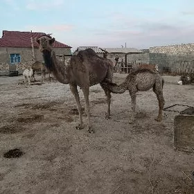 Düýe