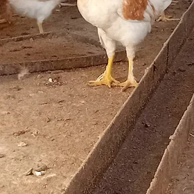 jüje