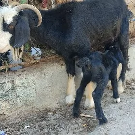 owlakly geçi gapy maly