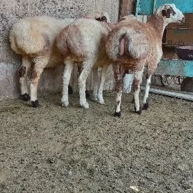 biçilen işşekler