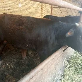 Öküz