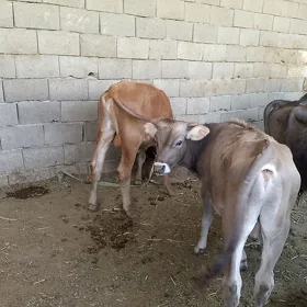 6 öküz